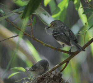 Vern & Vera, Scam911 Mascots